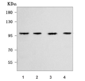 Western blot testing of human 1) HepG2, 2) RT4, 3) PC-3 and 4) A549 cell lysate with WFS1 antibody. Predicted molecular weight ~100 kDa.