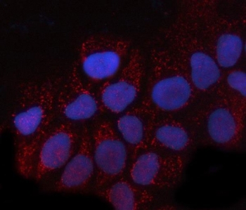 Immunofluorescent staining of FFPE human A431 cells with PRTFDC1 antibody (red) and DAPI nuclear stain (blue). HIER: steam section in pH6 citrate buffer for 20 min.