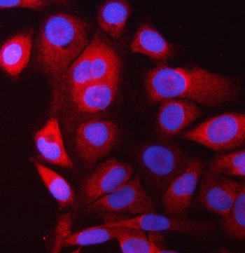 Immunofluorescent staining of FFPE human Raji cells with PRRC2C antibody (red) and DAPI nuclear stain (blue). HIER: steam section in pH6 citrate buffer for 20 min.
