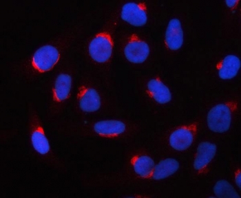 Immunofluorescent staining of FFPE human HeLa cells with PRRC1 antibody (red) and DAPI nuclear stain (blue). HIER: steam section in pH6 citrate buffer for 20 min.