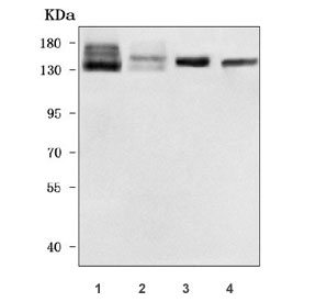 Western blot testing of 1) human SH-SY5Y, 2) human RT4, 3) rat brain and 4) mouse brain tissue lysate with NHS-like protein 2 antibody. Predicted molecular weight ~133 kDa.