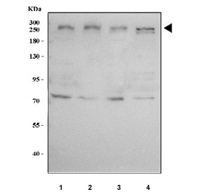 Western blot testing of human 1) 293T, 2) HeLa, 3) MCF7 and 4) HepG2 cell lysate with MED12 antibody. Predicted molecular weight ~245 kDa.