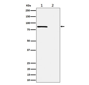 Western blot testing of lysate from human HeLa cells, 1) untreated and 2) Calyculin A-treated, with Phospho-Rad17 antibody.