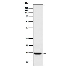 Western blot testing of human HEK293 cell lysate with GAL1 antibody. Predicted molecular weight ~14 kDa.