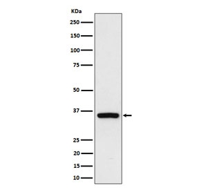 Western blot testing of human HEK293 cell lysate with Rad51D antibody. Predicted molecular weight ~35 kDa.