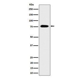 Western blot testing of human HEK293 cell lysate with TORC3 antibody. Predicted molecular weight ~67 kDa but commonly observed at 70-80 kDa.