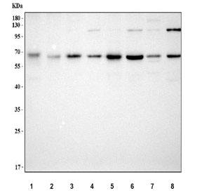 Western blot testing of 1) rat pancreas, 2) rat testis, 3) rat brain, 4) rat PC-12, 5) mouse pancreas, 6) mouse testis, 7) mouse brain and 8) mouse L929 cell lysate with METAP2 antibody. Predicted molecular weight: 50-53 kDa but may be observed at higher molecular weights due to glycosylation.
