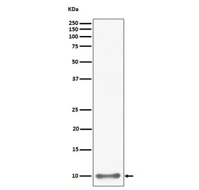 Western blot testing of human HepG2 cell lysate with UFM1 antibody. Predicted molecular weight: 9-11 kDa (two isoforms).