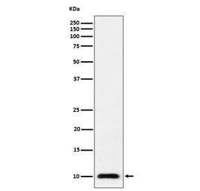 Western blot testing of human 293T cell lysate with UBA52 antibody. Predicted molecular weight ~15 kDa, commonly observed at 10-15 kDa.