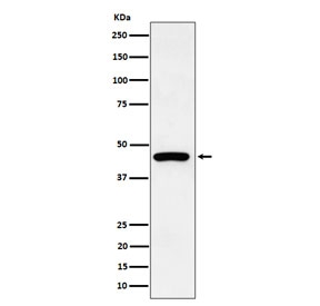 Western blot testing of human HepG2 cell lysate with Keratin 19 antibody. Predicted molecular weight ~43 kDa.