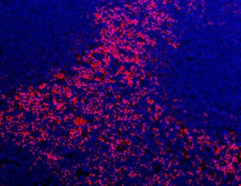Immunofluorescent staining of FFPE mouse spleen tissue with Adgre1 antibody (red) and DAPI nuclear stain (blue). HIER: steam section in pH8 EDTA buffer for 20 min.