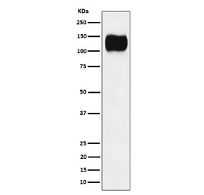 Western blot testing of human Ramos cell lysate with ICAM3 antibody. Observed molecular weight: 60~120 kDa depending on glycosylation level.