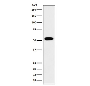 Western blot testing of human HEK293 cell lysate with G-rich sequence factor 1 antibody. Predicted molecular weight ~53 kDa.