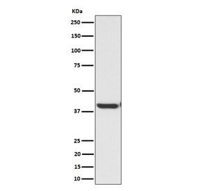 Western blot testing of human HepG2 cell lysate with ENDOGL1 antibody. Predicted molecular weight ~41 kDa.
