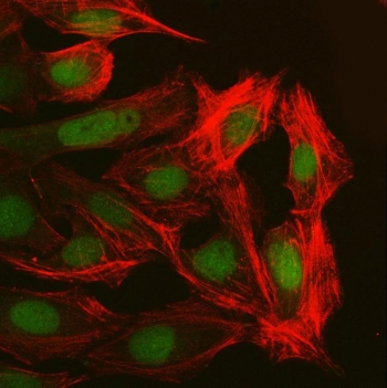Immunofluorescent staining of FFPE human U-2 OS cells with NUP37 antibody (green) and Phalloidin (red). HIER: steam section in pH6 citrate buffer for 20 min.