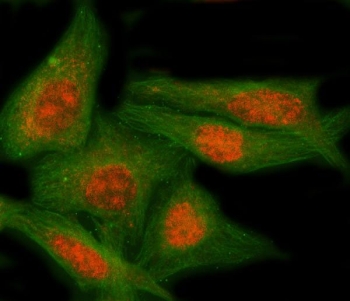 Immunofluorescent staining of FFPE human HeLa cells with NAP1L5 antibody (red) and Beta Tubulin mAb (green). HIER: steam section in pH6 citrate buffer for 20 min.