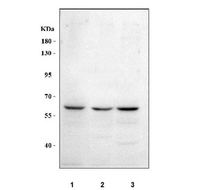 Western blot testing of human 1) HeLa, 2) A549 and 3) RT4 cell lysate with MEGF9 antibody. Predicted molecular weight ~63 kDa but may be observed at higher molecular weights due to (heavy) glycosylation.