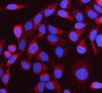 Immunofluorescent staining of FFPE human HeLa cells with NTN3 antibody (red) and DAPI nuclear stain (blue). HIER: steam section in pH6 citrate buffer for 20 min.