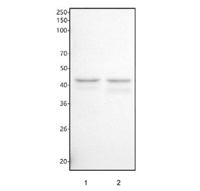 Western blot testing of human 1) SH-SY5Y and 2) ThP1 cell lysate with Nck2 antibody. Predicted molecular weight ~43 kDa.