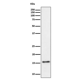 Western blot testing of human Raji cell lysate with TRAPPC2 antibody. Predicted molecular weight ~16 kDa.