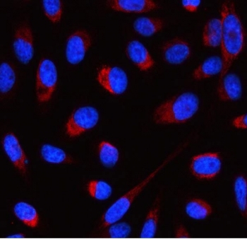 Immunofluorescent staining of FFPE human HeLa cells with ATP5F1D antibody (red) and DAPI nuclear stain (blue). HIER: steam section in pH6 citrate buffer for 20 min.