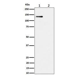 Western blot testing of lysate from 1) human HeLa cells and 2) human HeLa cells treated with alkaline phosphatase, using phospho-MCM2 antibody.