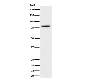 Western blot testing of human 293T cell lysate with CRTC2 antibody. Predicted molecular weight ~73 kDa.