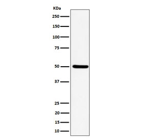 Western blot testing of human HeLa cell lysate with UBA3 antibody. Predicted molecular weight ~52 kDa.