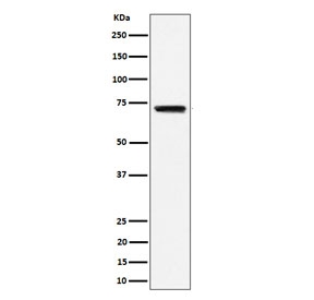 Western blot testing of human Raji cell lysate with BLNK antibody. Predicted molecular weight: ~51 kDa but can be observed at 65-70 kDa.