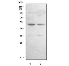Western blot testing of human 1) A549 and 2) 293T cell lysate with LPLAT7 antibody. Predicted molecular weight ~43 kDa.