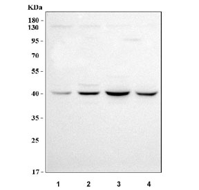 Western blot testing of human 1) A549, 2) 293T, 3) HepG2 and 4) Caco-2 cell lysate with LUC7L antibody. Predicted molecular weight ~44 kDa.