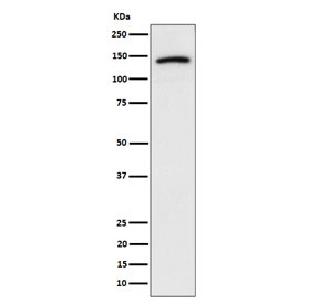 Western blot testing of human U-87 MG cell lysate with CDH10 antibody. Predicted molecular weight ~88 kDa but may be observed at higher molecular weights due to glycosylation.