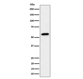 Western blot testing of human A431 cell lysate with SF3A3 antibody. Predicted molecular weight ~59 kDa.