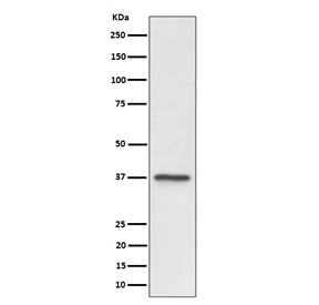 Western blot testing of human U-87 MG cell lysate with C3orf38 antibody. Predicted molecular weight ~37 kDa.