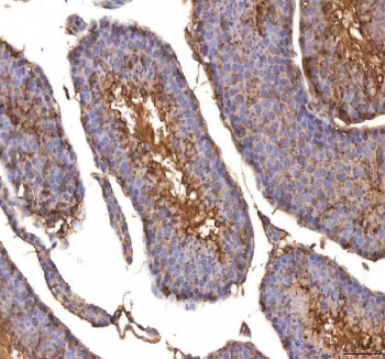 IHC staining of FFPE mouse testis tissue with ISYNA1 antibody. HIER: boil tissue sections in pH8 EDTA for 20 min and allow to cool before testing.