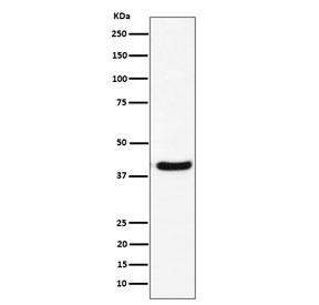 Western blot testing of human U-87 MG cell lysate with GNAI2 antibody. Predicted molecular weight ~40 kDa.