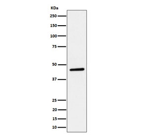 Western blot testing of human HeLa cell lysate with PLEKHA1 antibody. Predicted molecular weight ~46 kDa.