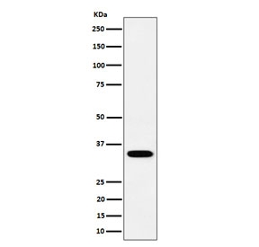 Western blot testing of human SH-SY5Y cell lysate with recombinant PPCS antibody. Predicted molecular weight ~34 kDa.
