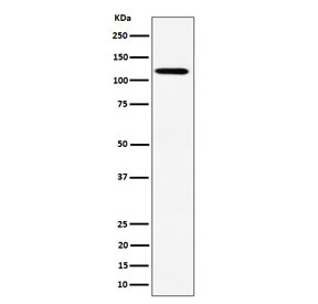 Western blot testing of human HeLa cell lysate with Kinesin 1 heavy chain antibody. Predicted molecular weight ~110 kDa.