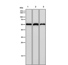 Western blot testing of human 1) HEK 293, 2) ThP-1 and 3) A673 cell lysate with NUP50 antibody. Expected molecular weight: 50-60 kDa.