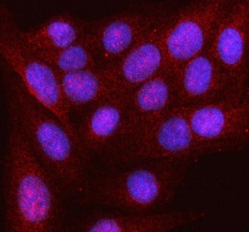 Immunofluorescent staining of FFPE human U-2 OS cells with HDDC2 antibody (red) and DAPI nuclear stain (blue). HIER: steam section in pH6 citrate buffer for 20 min.