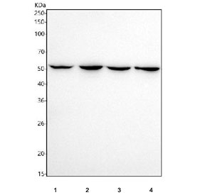 Western blot testing of human 1) HeLa, 2) A431, 3) U-2 OS and 4) 293T cell lysate with recombinant NUP50 antibody. Expected molecular weight: 50-60 kDa.