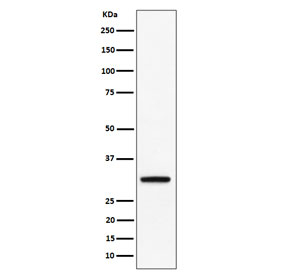 Western blot testing of human BxPC-3 cell lysate with PLSCR3 antibody. Predicted molecular weight ~32 kDa.