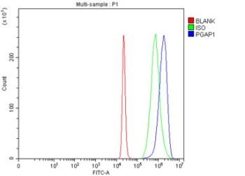 Flow cytometry testing of fixed and permeabilized human 293T cells with PGAP1 antibody at 1ug/million cells (blocked with goat sera); Red=cells alone, Green=isotype control, Blue= PGAP1 antibody.