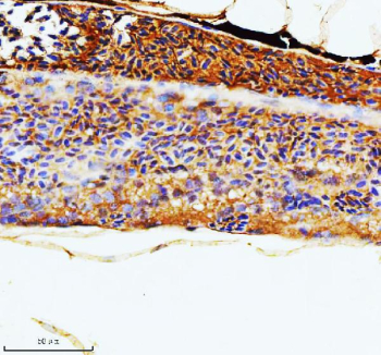 IHC staining of FFPE zebrafish kidney tissue with Zebrafish Rac1 antibody. HIER: boil tissue sections in pH8 EDTA for 20 min and allow to cool before testing.