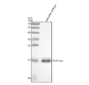 Western blot analysis of Sub1a/b protein using Sub1 antibody and zebrafish embryo tissue lysate. The predicted molecular weight of Sub1a/b is 14 kDa.