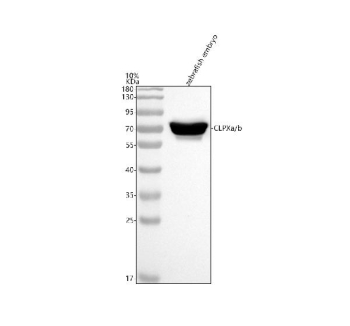 Western blot analysis of Clpxa/b protein using Zebrafish Clpx antibody and zebrafish embryo tissue lysate. The predicted molecular weight of Clpxa/b is ~68 kDa.