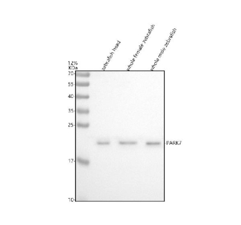 Western blot analysis of DJ-1/PARK7 protein using Zebrafish DJ-1 antibody and 1) zebrafish head, 2) whole female zebrafish and 3) whole male zebrafish tissue lysate. Expected molecular weight ~20 kDa.