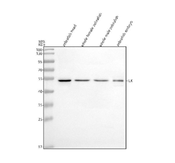 Western blot analysis of Integrin-linked kinase protein using Integrin-linked kinase antibody and 1) zebrafish head 2) whole female zebrafish, 3) whole male zebrafish and 4) zebrafish embryo tissue lysate. Expected molecular weight: 51-59 kDa.