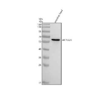 Western blot analysis of Akt1/2/3 protein using Akt antibody and zebrafish head tissue lysates. The predicted molecular weight of Akt1/2/3 is ~56 kDa.